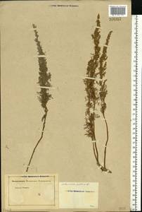 Artemisia pontica L., Eastern Europe, Rostov Oblast (E12a) (Russia)