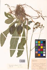 Pilosella glomerata (Froel.) Fr., Eastern Europe, Moscow region (E4a) (Russia)