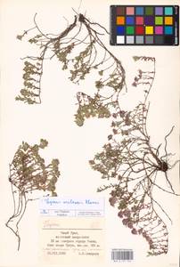 MHA 0 157 752, Thymus talijevii subsp. talijevii, Eastern Europe, Eastern region (E10) (Russia)