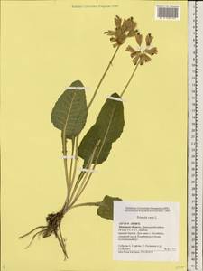 Primula veris, Eastern Europe, Central forest-and-steppe region (E6) (Russia)