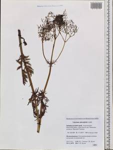 Valeriana officinalis L., Siberia, Baikal & Transbaikal region (S4) (Russia)