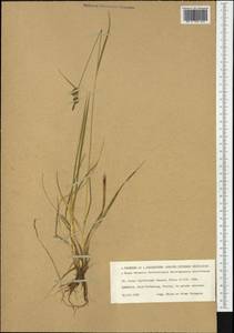 Carex lepidocarpa Tausch, Western Europe (EUR) (Norway)