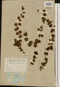 Lysimachia nummularia L., Eastern Europe, South Ukrainian region (E12) (Ukraine)