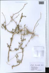 Atriplex leucoclada Boiss., South Asia, South Asia (Asia outside ex-Soviet states and Mongolia) (ASIA) (Israel)