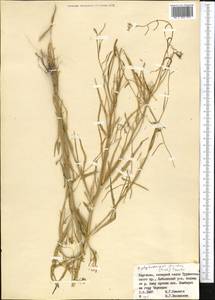 Diptychocarpus strictus (Fisch. ex M.Bieb.) Trautv., Middle Asia, Pamir & Pamiro-Alai (M2) (Kyrgyzstan)