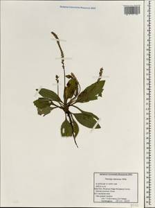 Plantago depressa Willd., South Asia, South Asia (Asia outside ex-Soviet states and Mongolia) (ASIA) (China)