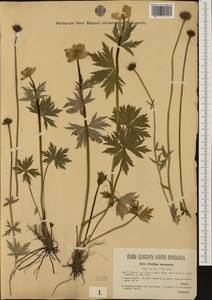 Trollius europaeus L., Western Europe (EUR) (Austria)