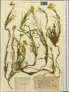 Erysimum substrigosum (Rupr.) N. Busch, Caucasus, Stavropol Krai, Karachay-Cherkessia & Kabardino-Balkaria (K1b) (Russia)