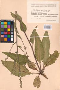 MHA 0 159 036, Verbascum chaixii Vill., Eastern Europe, Lower Volga region (E9) (Russia)