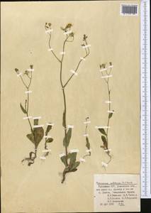 Crepis pulchra L., Middle Asia, Pamir & Pamiro-Alai (M2) (Uzbekistan)