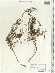 Suaeda salsa (L.) Pall., Eastern Europe, Rostov Oblast (E12a) (Russia)