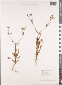 Valerianella lasiocarpa (Stev.) Betcke, Caucasus, Black Sea Shore (from Novorossiysk to Adler) (K3) (Russia)