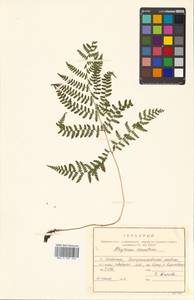 Diplazium sibiricum (Turcz. ex Kunze) Sa. Kurata, Siberia, Russian Far East (S6) (Russia)