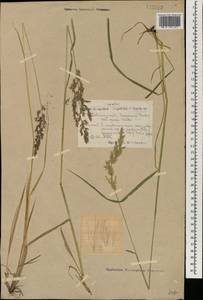 Calamagrostis lapponica (Wahlenb.) Hartm., Mongolia (MONG) (Mongolia)