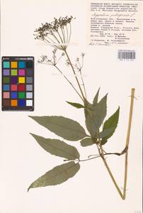 Aegopodium podagraria L., Eastern Europe, Lower Volga region (E9) (Russia)