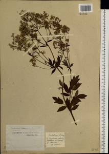 Thalictrum flavum L., Siberia, Western Siberia (S1) (Russia)