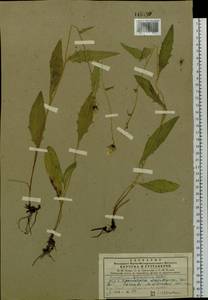 Hieracium ganeschinii Zahn, Siberia, Central Siberia (S3) (Russia)