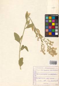 Lepidium affine Ledeb., Siberia, Russian Far East (S6) (Russia)