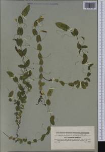 Lathyrus aphaca L., Western Europe (EUR) (Czech Republic)