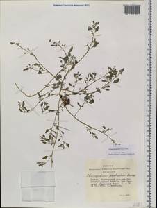 Chenopodium karoi (Murr) Aellen, Siberia, Yakutia (S5) (Russia)