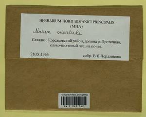 Mnium orientale R.E. Wyatt, Odrzyk. & T.J. Kop., Bryophytes, Bryophytes - Russian Far East (excl. Chukotka & Kamchatka) (B20) (Russia)