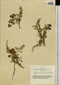 Thymus altaicus Klokov & Des.-Shost., Siberia, Altai & Sayany Mountains (S2) (Russia)