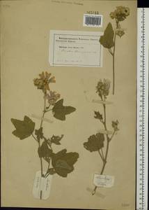 Malva thuringiaca subsp. thuringiaca, Eastern Europe, South Ukrainian region (E12) (Ukraine)