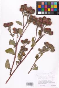 Arctium tomentosum Mill., Eastern Europe, Central region (E4) (Russia)