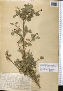 Lonicera korolkowii Stapf, Middle Asia, Pamir & Pamiro-Alai (M2) (Tajikistan)