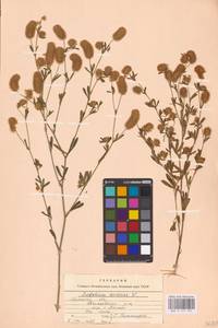 Trifolium arvense L., Eastern Europe, Western region (E3) (Russia)