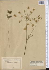 Silphiodaucus prutenicus subsp. prutenicus, Western Europe (EUR) (Germany)