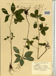 Impatiens parviflora DC., Eastern Europe, Middle Volga region (E8) (Russia)