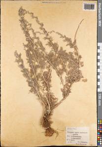 Artemisia, Middle Asia, Pamir & Pamiro-Alai (M2) (Kyrgyzstan)