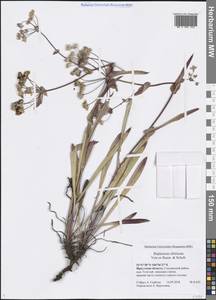 Bupleurum sibiricum Vest ex Spreng., Siberia, Baikal & Transbaikal region (S4) (Russia)