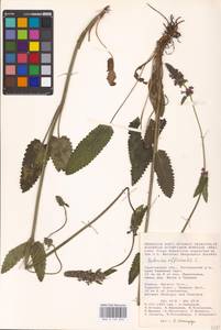 MHA 0 154 810, Betonica officinalis L., Eastern Europe, Lower Volga region (E9) (Russia)