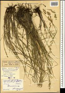 Festuca caucasica (Boiss.) Hack. ex Boiss., Caucasus, North Ossetia, Ingushetia & Chechnya (K1c) (Russia)