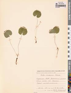 Viola tenuicornis subsp. ircutiana (Turcz.) Espeut, Siberia, Yakutia (S5) (Russia)
