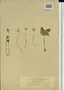 Oxalis obtriangulata Maxim., Siberia, Russian Far East (S6) (Russia)