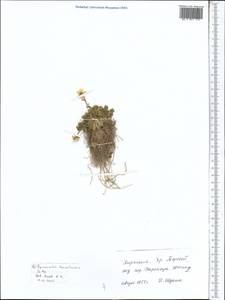 Ranunculus transiliensis Popov ex Gamajun., Middle Asia, Northern & Central Tian Shan (M4) (Kyrgyzstan)