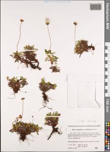 Dryas octopetala subsp. octopetala, Siberia, Western Siberia (S1) (Russia)