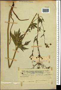 Eleutherospermum cicutarium (M. Bieb.) Boiss., Caucasus, Azerbaijan (K6) (Azerbaijan)