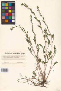 Artemisia desertorum Spreng., Eastern Europe, Moscow region (E4a) (Russia)