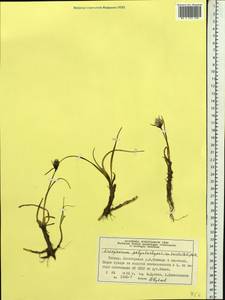Eriophorum angustifolium subsp. triste (T.C.E.Fr.) Hultén, Siberia, Central Siberia (S3) (Russia)