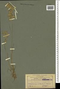 Bromus squarrosus L., Caucasus, Azerbaijan (K6) (Azerbaijan)