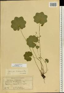 Alchemilla lindbergiana Juz., Eastern Europe, Moscow region (E4a) (Russia)