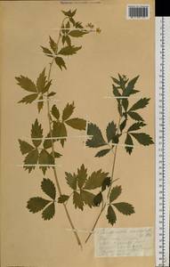 Cardamine macrophylla Willd., Siberia, Altai & Sayany Mountains (S2) (Russia)
