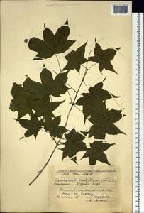 Acer pictum subsp. mono (Maxim.) H. Ohashi, Siberia, Russian Far East (S6) (Russia)