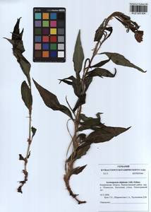 Koenigia alpina (All.) T. M. Schust. & Reveal, Siberia, Altai & Sayany Mountains (S2) (Russia)