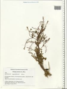 Rorippa palustris (L.) Besser, Eastern Europe, Central forest region (E5) (Russia)