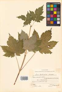 Acer barbinerve Maxim., Siberia, Russian Far East (S6) (Russia)